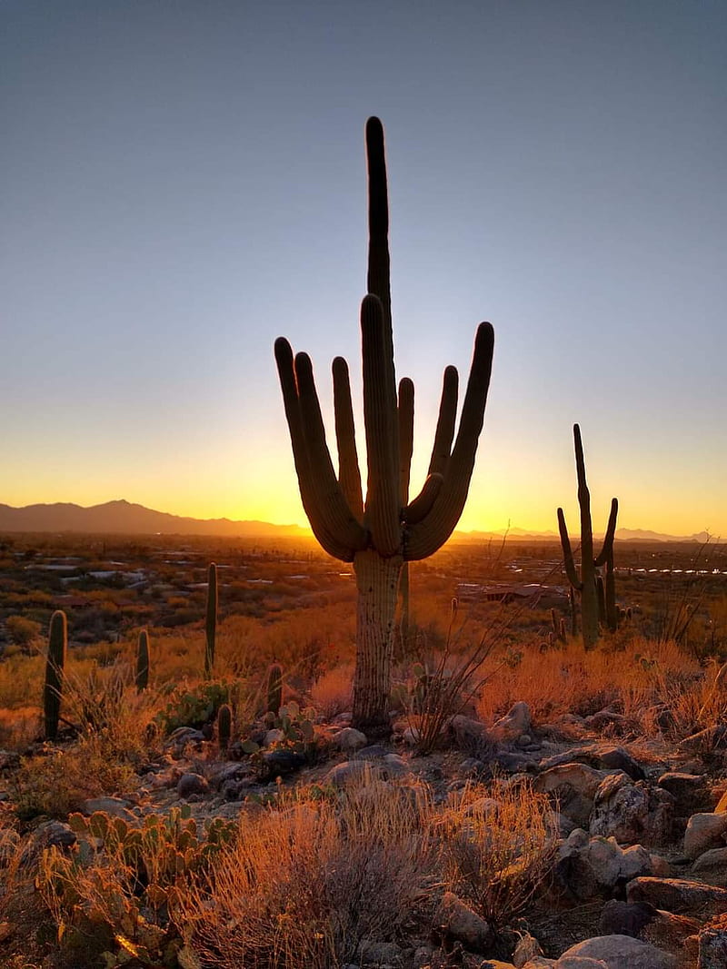 Saguaro cactus, arizona, arizona desert, arizona sunset, cactus, desert, sunset, HD phone wallpaper