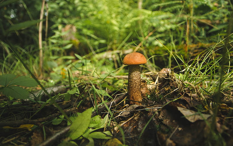 Mushroom, nature, Russia, orange-cup boletus, HD wallpaper