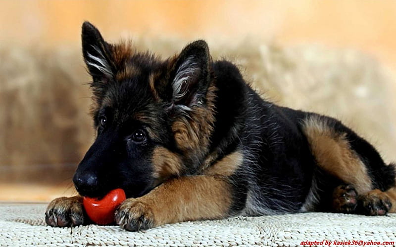 Watch more like German Shepherd 1920x1080, dog german shepherd HD wallpaper  | Pxfuel