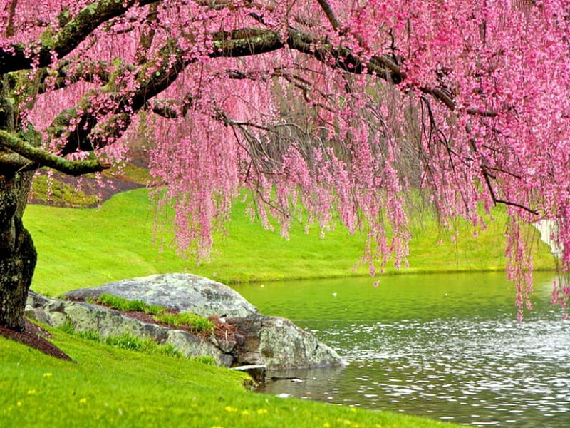 Down by the riverside, tree, blossoms, river, branches, pink, HD wallpaper