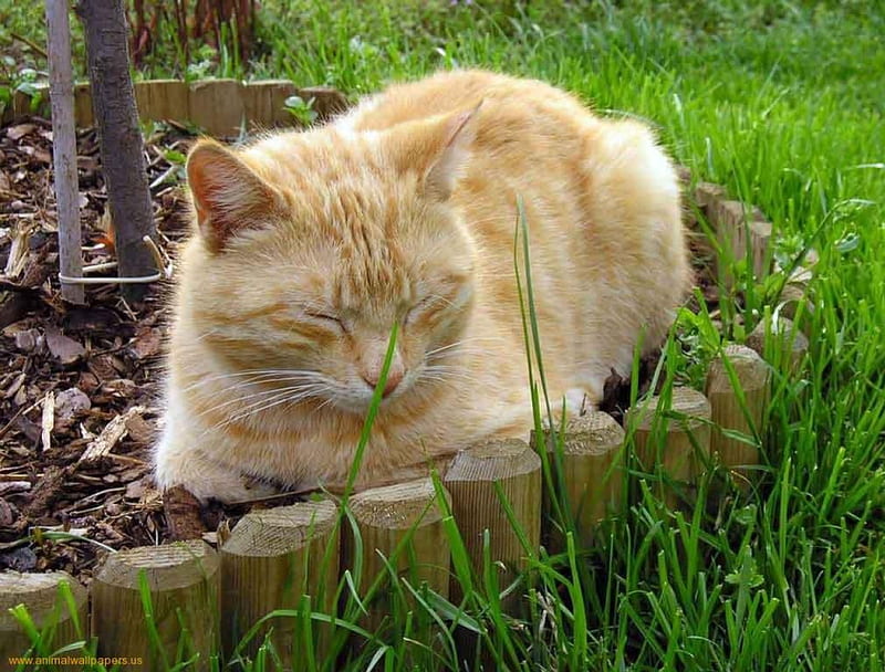 Cat resting, rest, grass, cat, kitten, animal, HD wallpaper | Peakpx