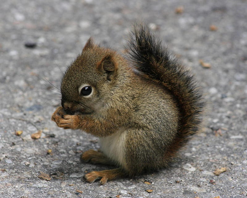 Little Squirrel, squirrel, gray, food, tail, ground, baby, eyes, fur, animals, HD wallpaper