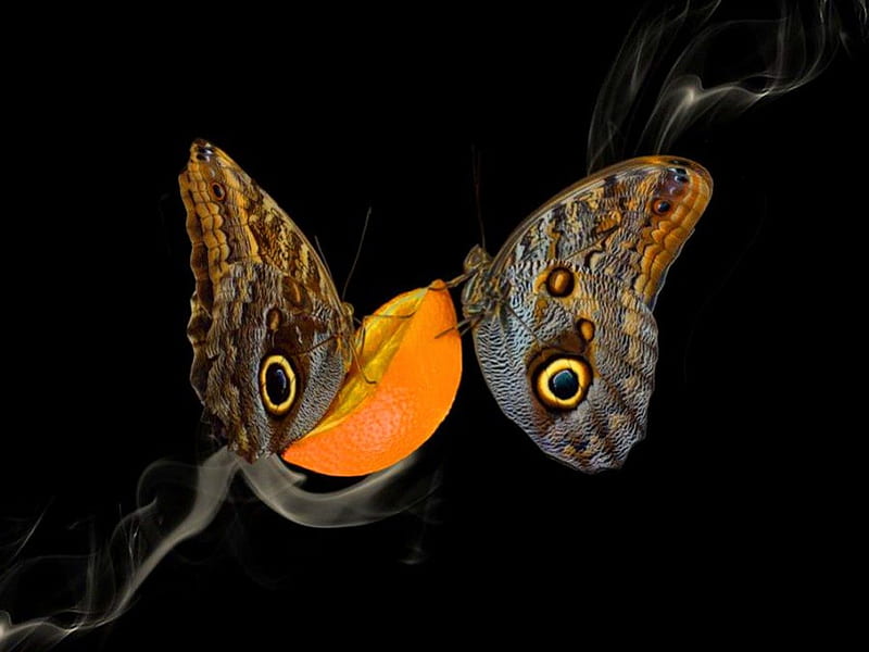 Vitamin C, butterflies, brown, orange, pair, HD wallpaper