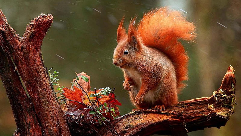 Autumn Squirrel, Tree, Red Squirrel, Autumn, Nuts, Snow Flakes, HD wallpaper
