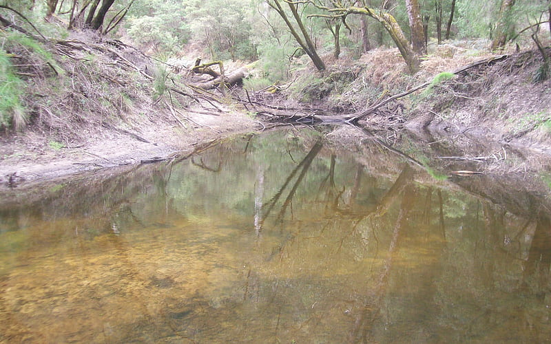 Australian Bush River, australia, river, country, bush, HD wallpaper