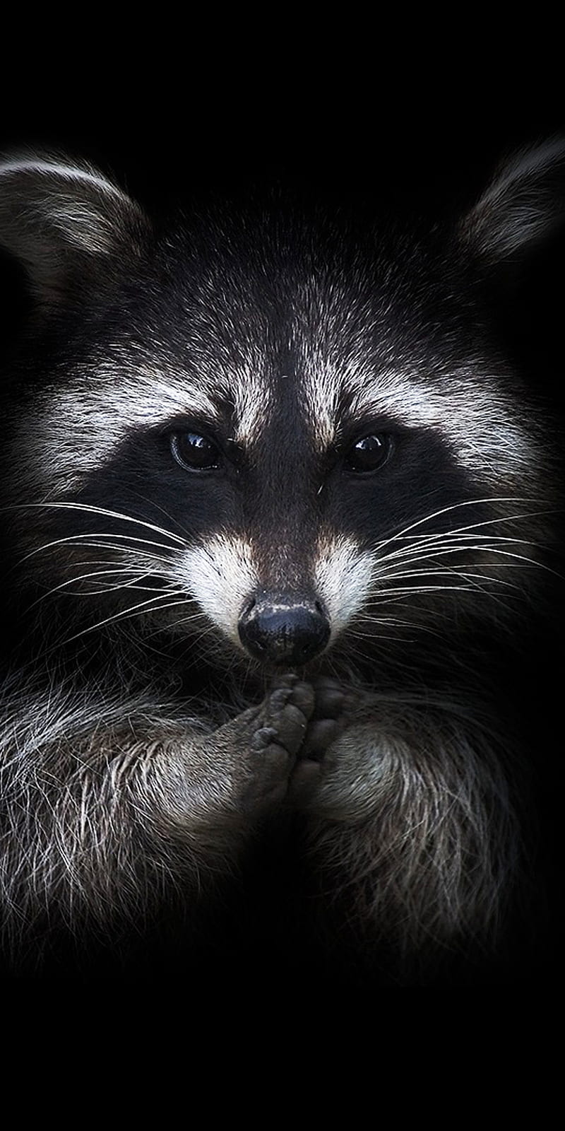 Raccoon, black, HD phone wallpaper