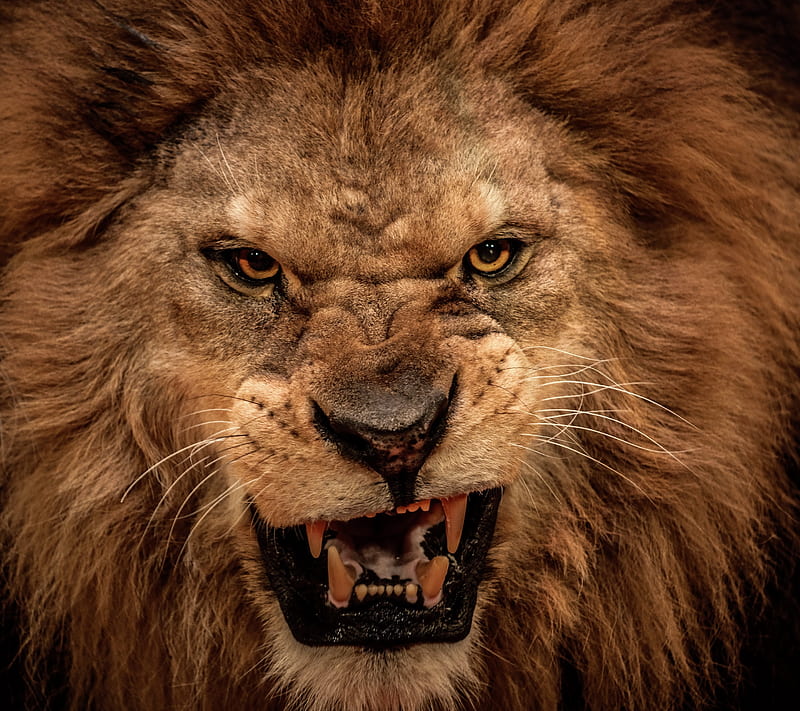 Lion, animal, king, look, wild, HD wallpaper