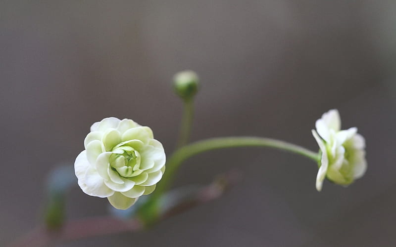 *** White camellia ***, flowers, nature, white, camellia, HD wallpaper