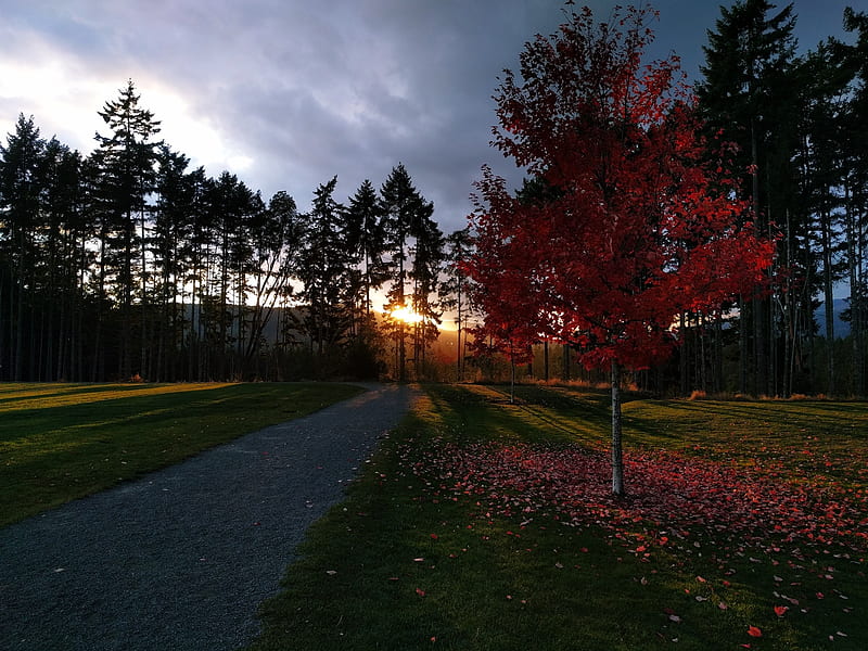Sunset Red Leaves Fall, fall, red, forest, autumn, sunset, leaf, leaves, tree, path, way, sunshine, sunrise, HD wallpaper