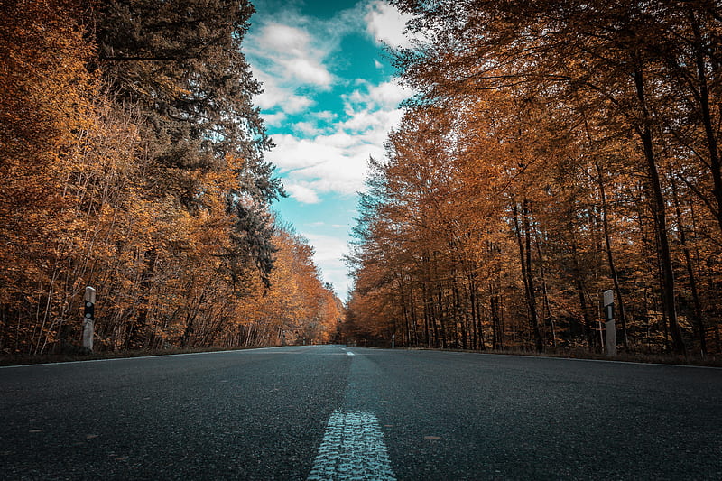 Alone Road Forest Autumn Golden Trees Ultra , autumn, road, forest, trees, HD wallpaper