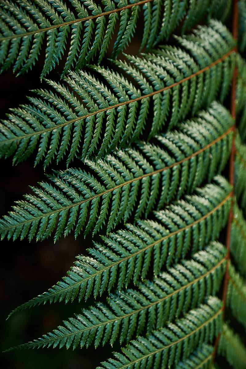 fern, leaves, carved, green, branch, HD phone wallpaper