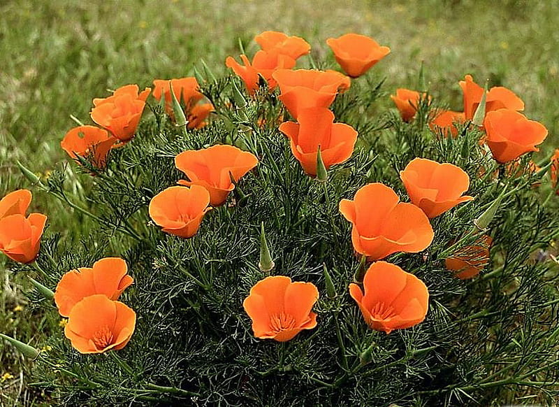 California poppies, california, wild, poppies, flowers, tangerine color, field, HD wallpaper