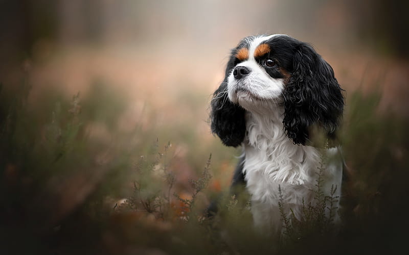 Cavalier King Charles Spaniel, cute dog, black and white dog, pets, dogs, HD wallpaper