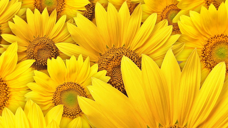 Girasoles, girasol, textura, vara, amarillo, flor, verano, Fondo de  pantalla HD | Peakpx