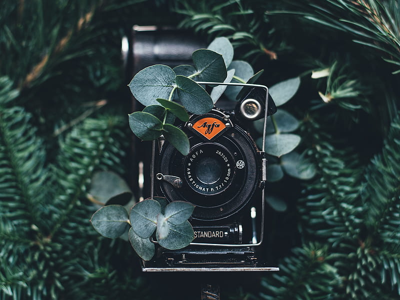 black digital camera near green leaves, HD wallpaper