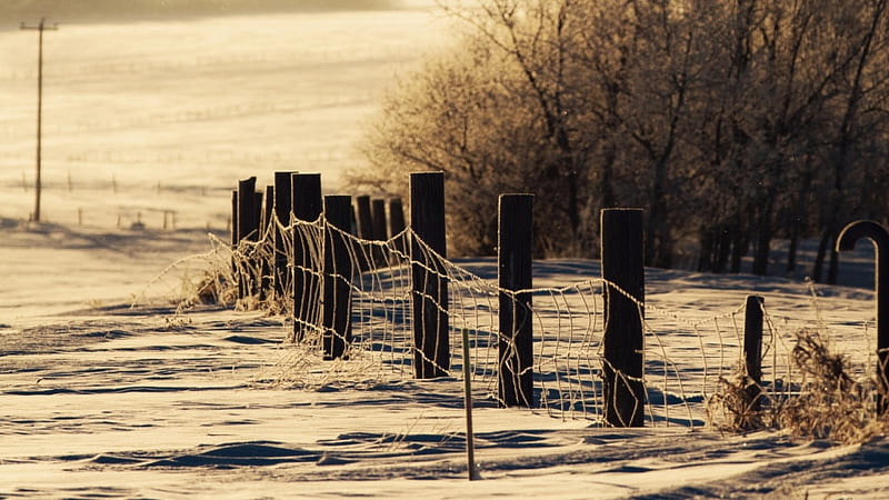 wire fence on wintry field, fence, wire, trees, field, winter, HD wallpaper