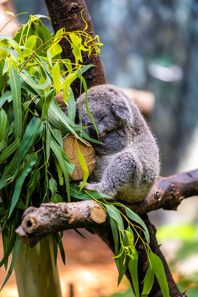 koala, posture, logs, leaves, animal, HD phone wallpaper