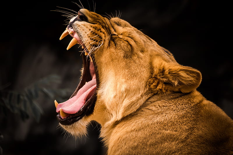 Lion Roaring , roar, lion, animals, HD wallpaper