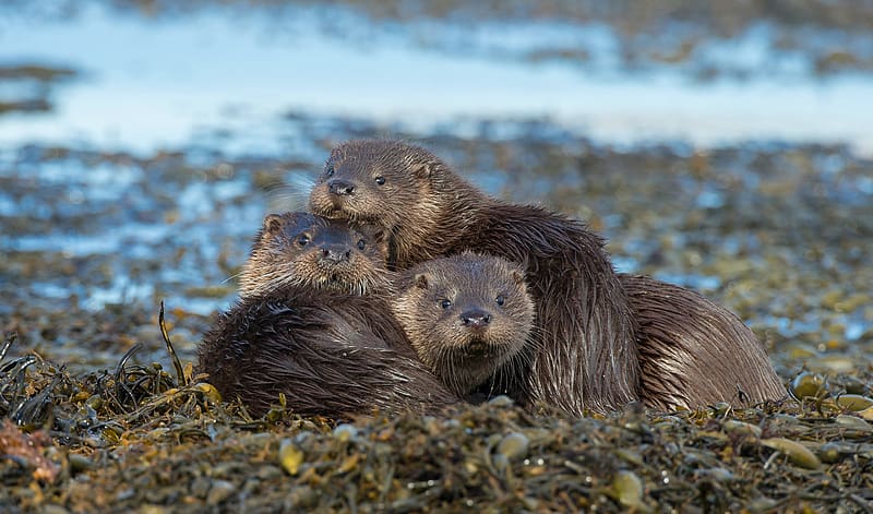 Animal, Otter, HD wallpaper