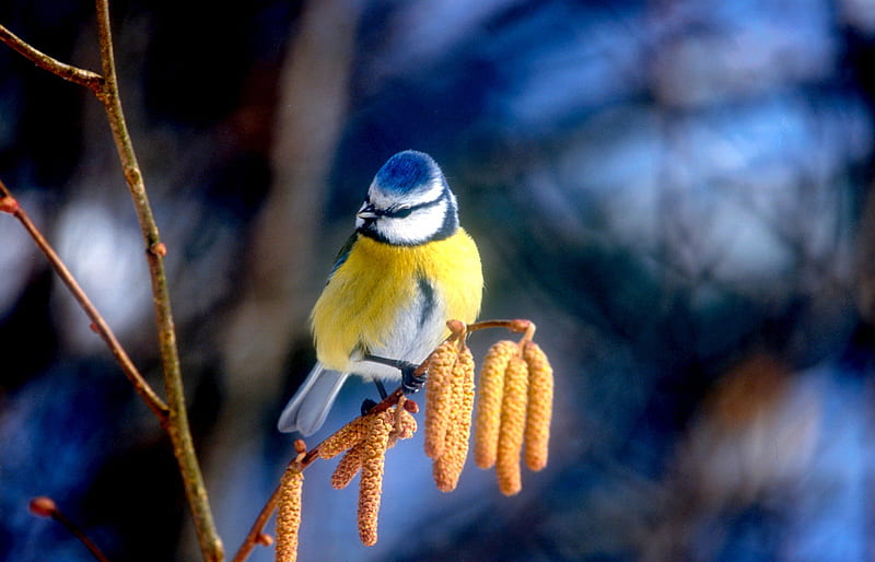 BLUE TIT, passerine bird, bird, yellow, bonito, blue, HD wallpaper