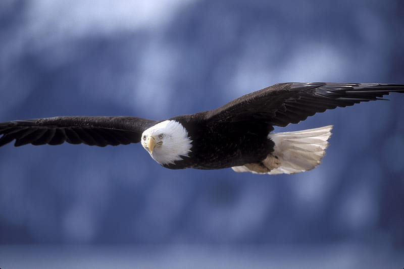 Bald Eagle, eagle, bald, winter, big bird, bird, feather, beak, birdy, HD wallpaper
