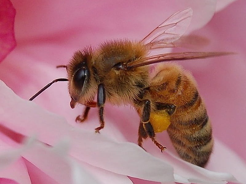 Bee, flower, insect, pollen, HD wallpaper
