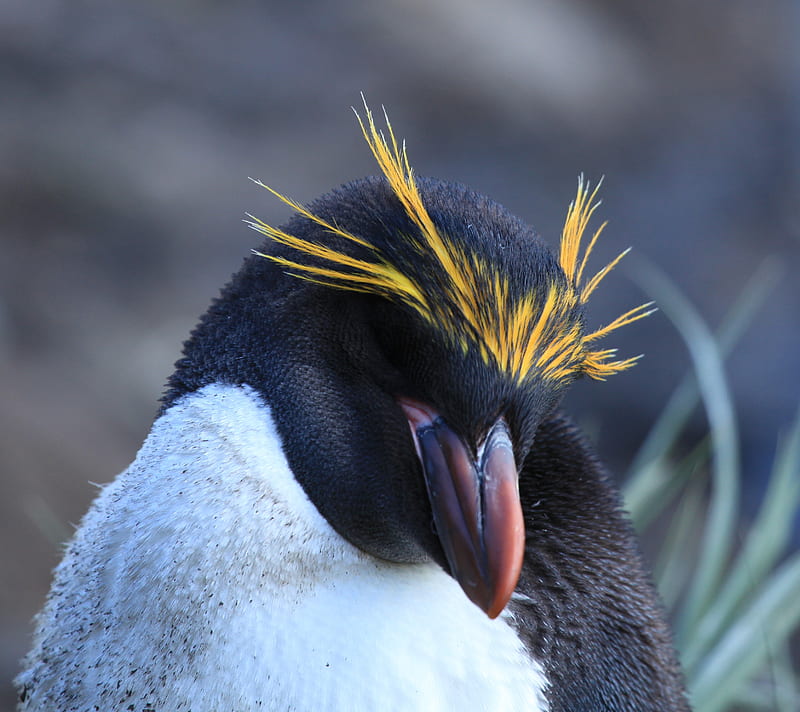 Cool Penguin, animal, cute, nature, tux, tuxedo, HD wallpaper