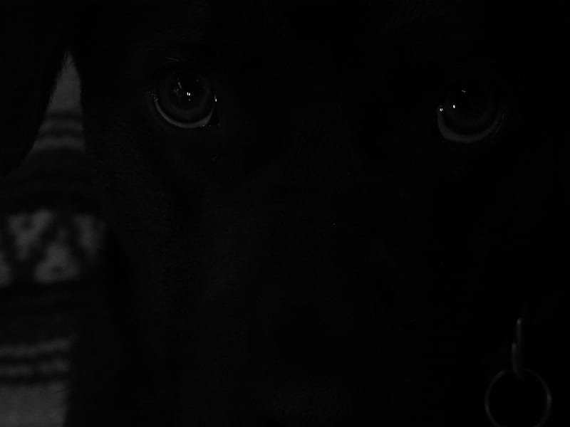 Black and White Through A Dogs Eyes, black and white, black, eyes, dogs ...