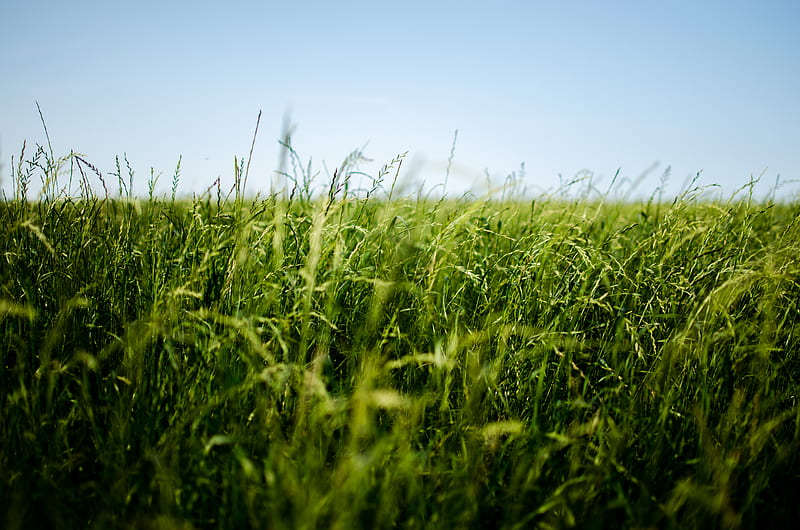 field, grass, green, ear, HD wallpaper
