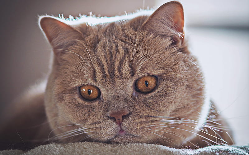 British Shorthair, cat with yellow eyes, cute animals, gray cat, pets, cats, domestic cat, British Shorthair Cat, HD wallpaper