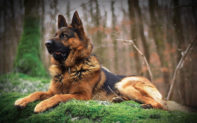 German Shepherd Dog, big dog, forest, brown black dog, pets, HD wallpaper