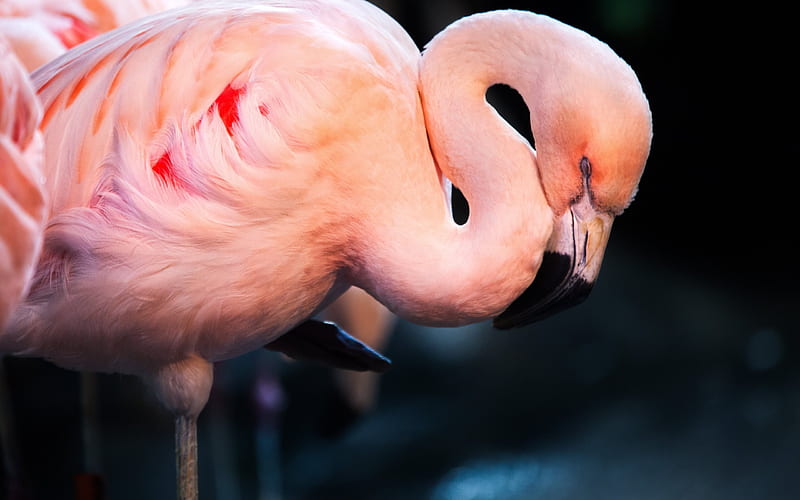 Pink flamingo, beautiful bird, lake, flamingo, HD wallpaper