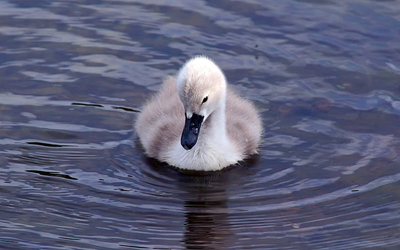 Baby Signet Swan, cute, signet, alone, tiny, bird, swan, swimming, baby, HD wallpaper