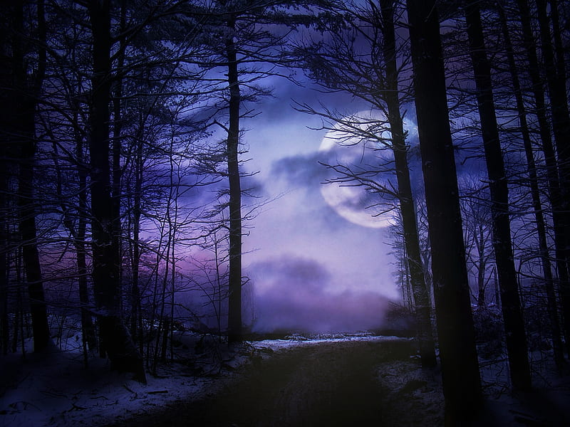 Moonlit Forest, Trees, Moonlight, Forests, Nature, Night, HD wallpaper