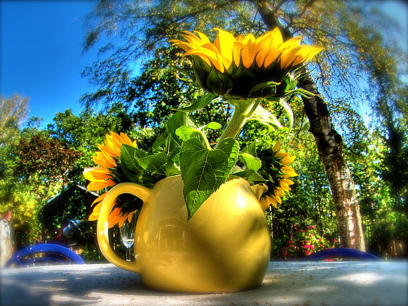 A place when SunFlowers grow..., warm, sun, yellow, vase, sky, sparkle, tree, sunflowers, siempre, sunshine, light, blue, HD wallpaper
