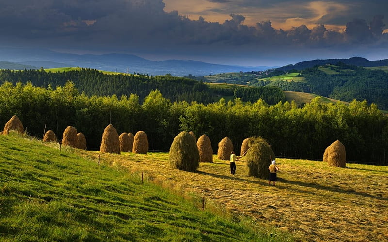 Haytime in Poland, hills, Poland, haystacks, field, HD wallpaper