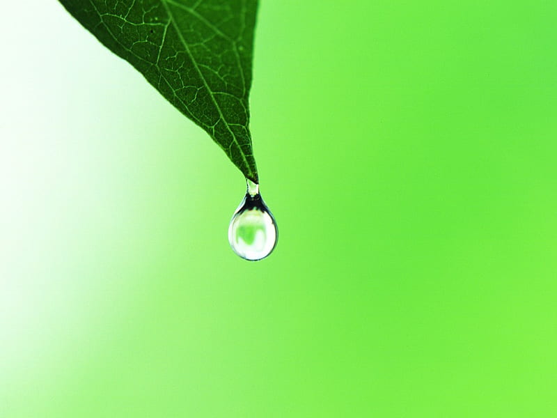 Dewdrop hanging on leaf tip, close up leaf, nature, leaves, drops, green, HD wallpaper
