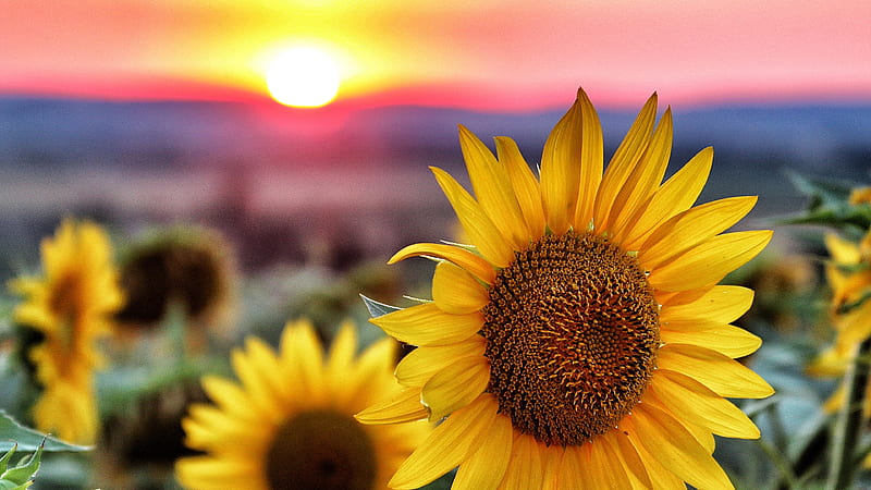 Closeup Of Sunflower With Shallow Focus Red And Yellow Sky During Sunset Flowers, HD wallpaper