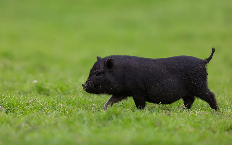 black funny pig, green grass, funny animals, farm, black pig, HD wallpaper