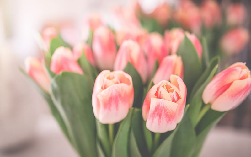pink tulips, spring bouquet, beautiful flowers, tulips, HD wallpaper
