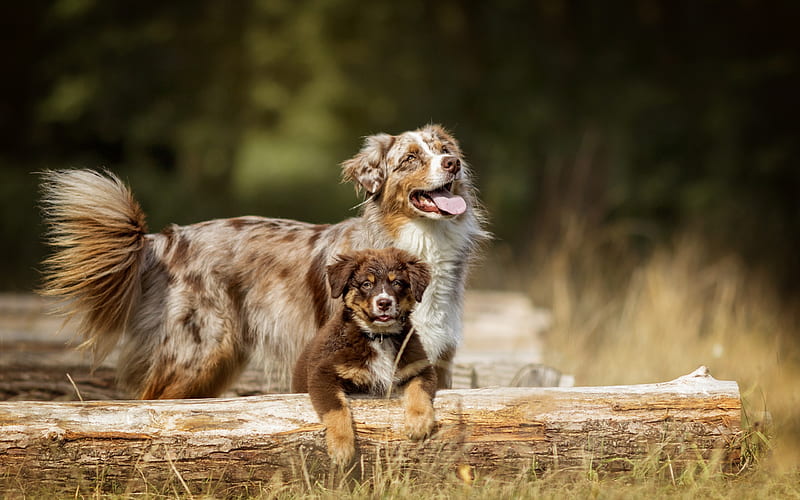 Australian Shepherd Dog, Aussie, brown dog, big dog and puppy, cute animals, small puppy, pets, forest, dogs, HD wallpaper