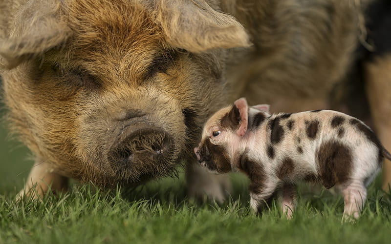 little piggy, pink pig with black spots, cute animals, pigs, farm, HD wallpaper