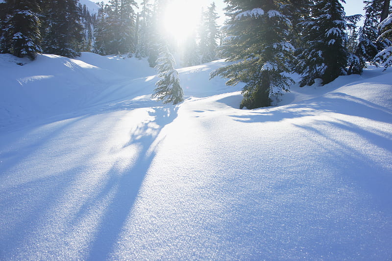 snow, trees, sunlight, snowdrifts, winter, HD wallpaper