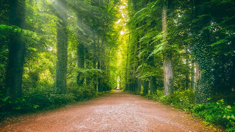 Road Between Ivy Greenery Forest Nature, HD wallpaper