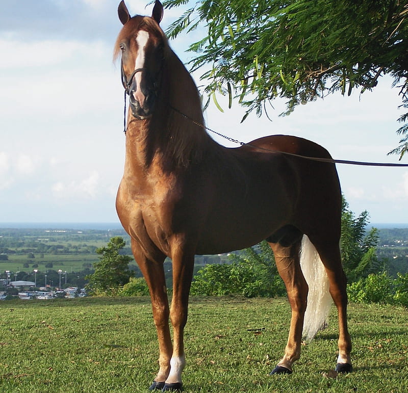 Paso Fino Horse, stallions, puerto rican, puerto rico, caribbean horse, animals, paso fino, horses, HD wallpaper