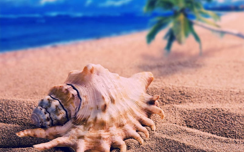 Shell beach, spiral, soft, tan, beach, tree, seashell, sand, shell, nature, relaxing, palm tree, blue, HD wallpaper