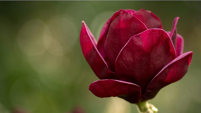 Hermosa magnolia roja, Fondo de pantalla HD | Peakpx