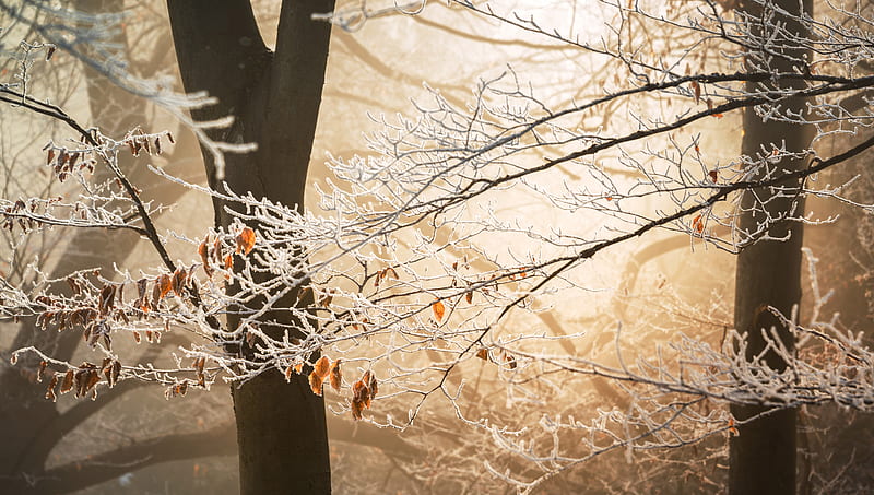 Battling Winter , trees, winter, nature, HD wallpaper