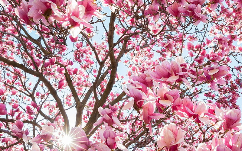 Magnolia, tree, blooms, pink, HD wallpaper