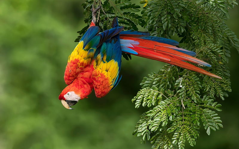 Parrot, red, green, bird, pasare, papagal, HD wallpaper